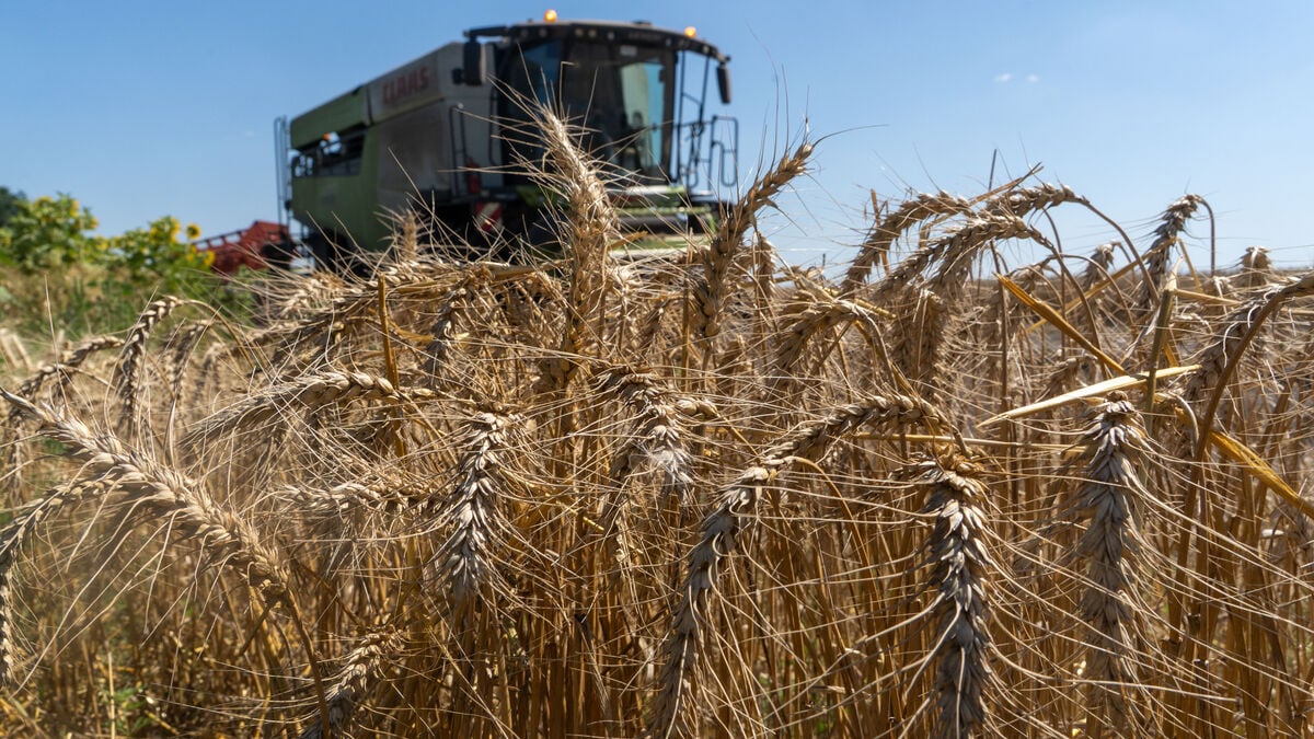 Wheat Prices Hit Lowest Level Since July as Russia Approves Sea of Azov Shipments