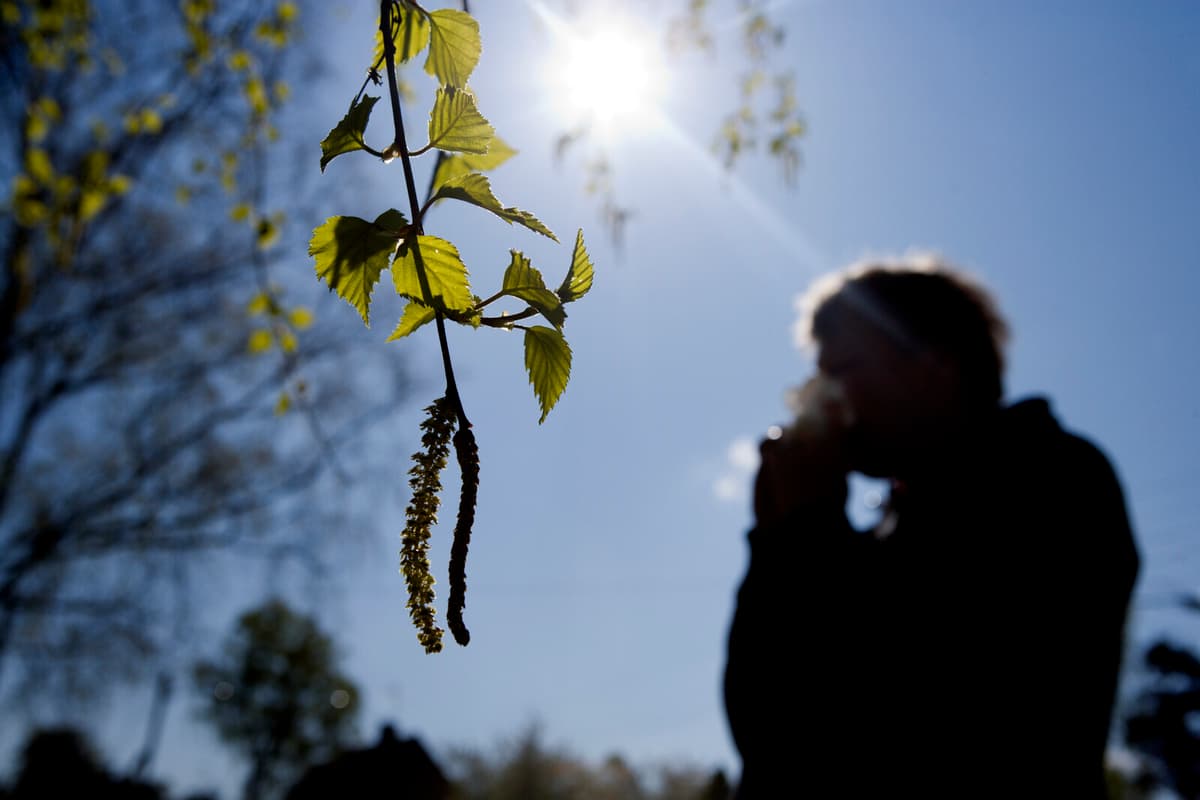 Extreme Pollen Levels Impact Finland During Spring Birch Season