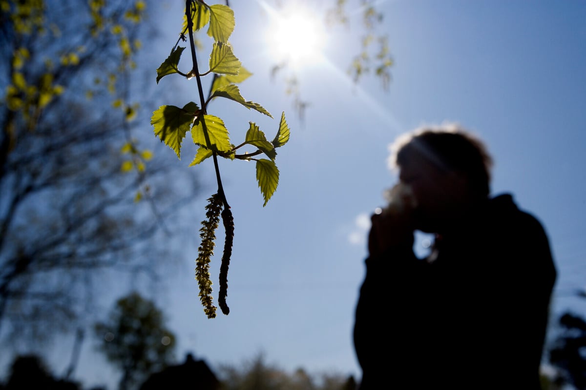 Extreme Pollen Levels Impact Finland During Spring Birch Season