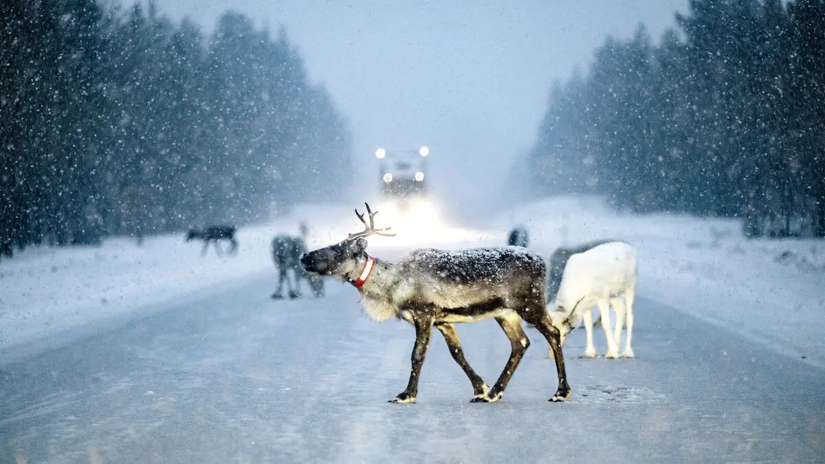 Man who ran over and slit reindeer throats gets one year in prison