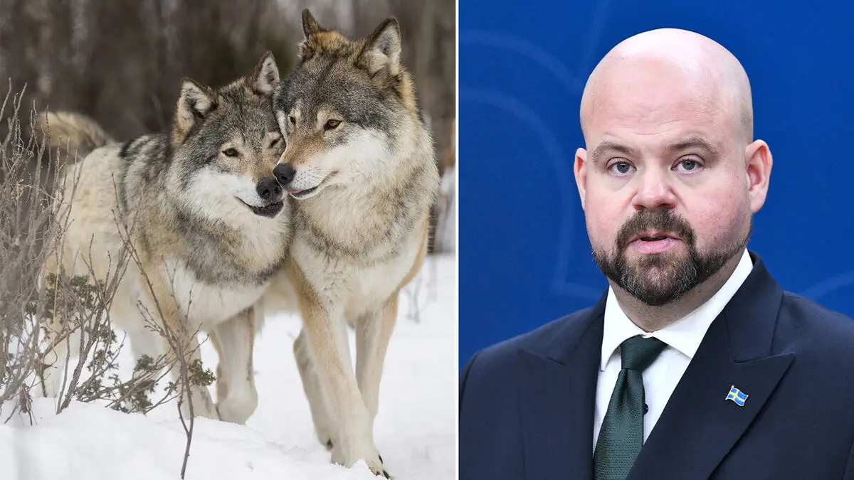 Hunting ban changes nothing: We want fewer wolves