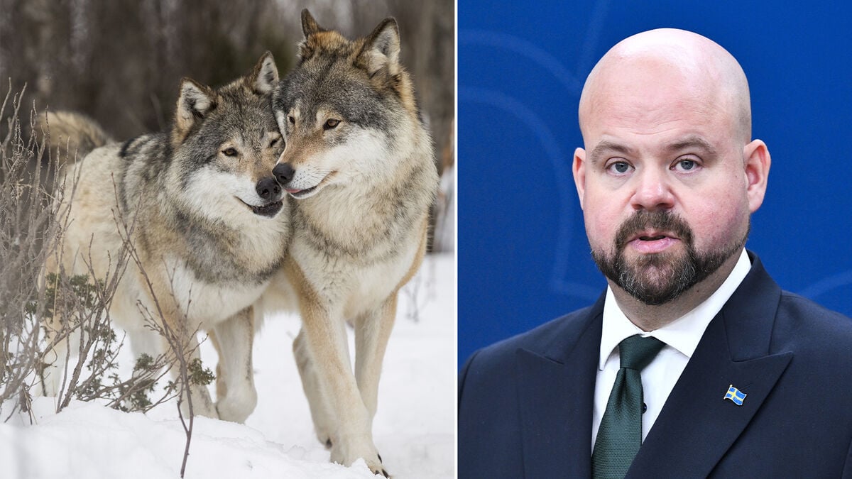 Hunting ban changes nothing: We want fewer wolves