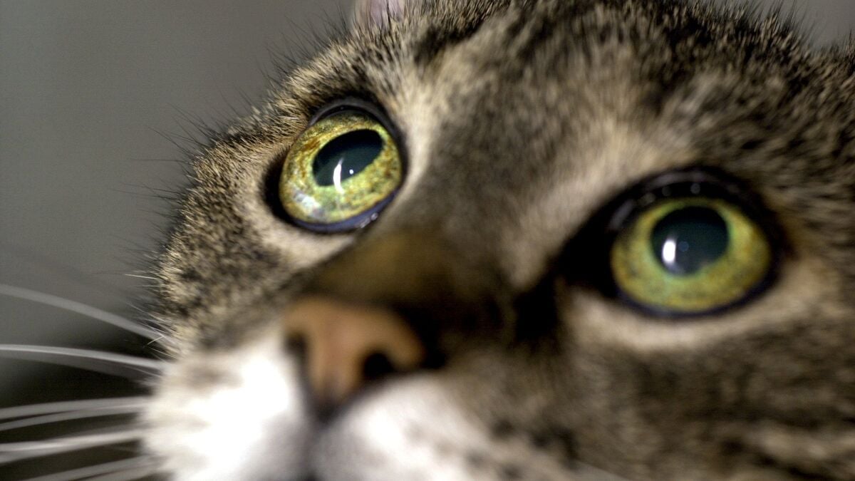 12 Men Arrested in Vietnam Over Suspected Theft and Slaughter of Nearly 2,700 Cats