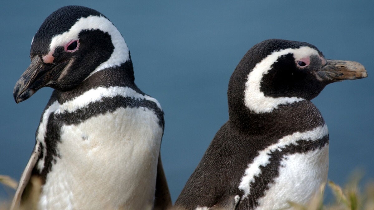 Magellanic penguins tracked environmental toxins in Patagonia