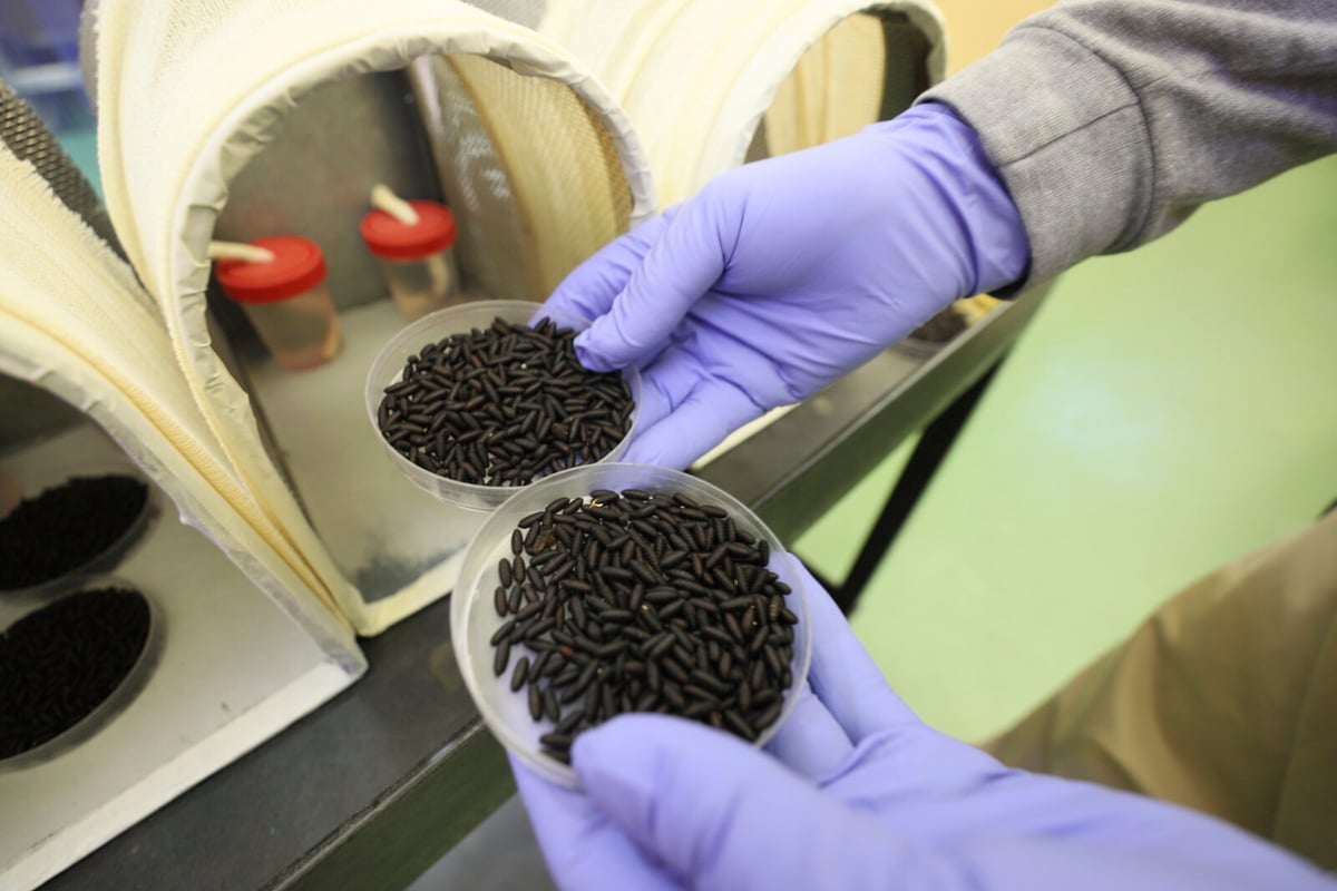 US to Sterilize and Eradicate Meat-Eating Fly Larvae