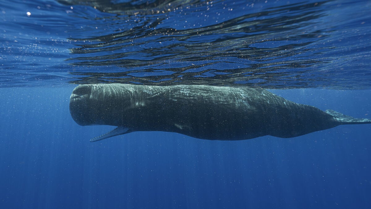 Whales carry dangerous viruses discovered with drones
