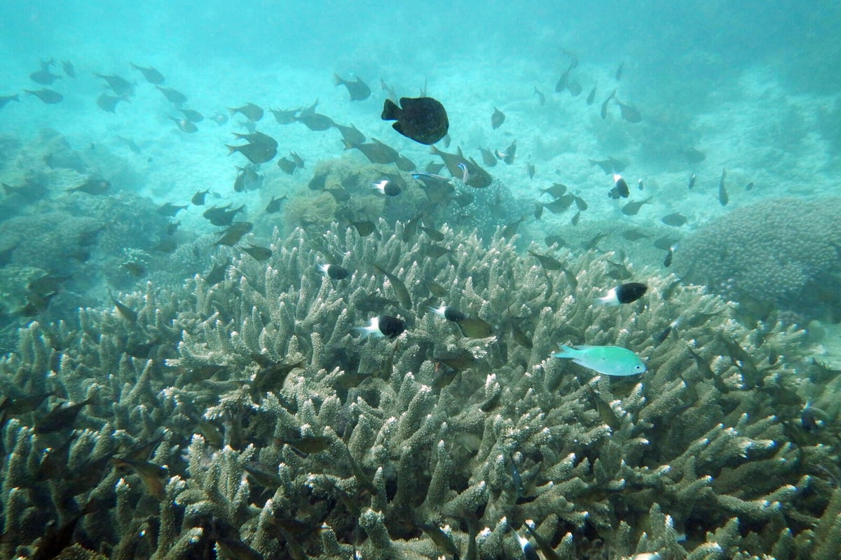 Ocean Acidification Exceeds Safe Limits, Threatening Marine Life