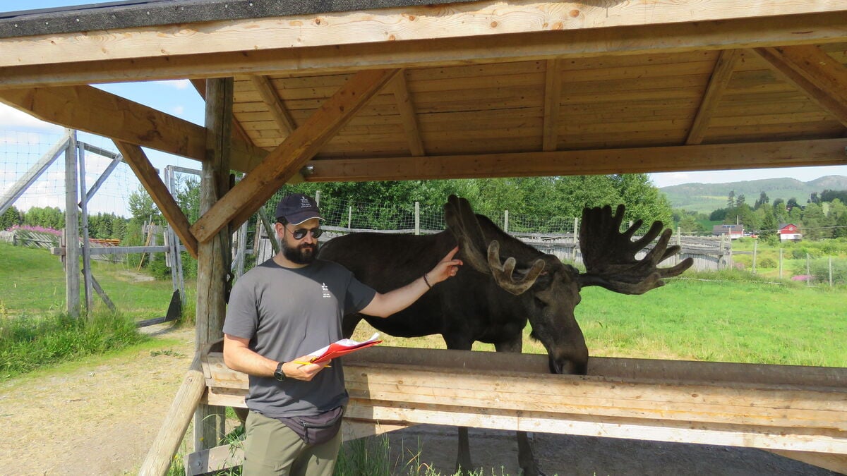 Study finds bold and timid moose in Swedish personality research