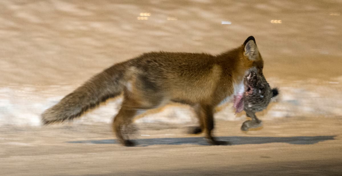 Dwarf Tapeworm Found in Uppsala, Third Affected Area in Sweden