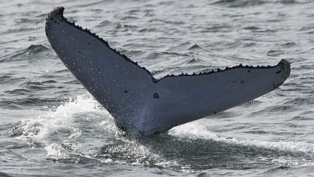 Humpback whales on record - swam halfway around the world
