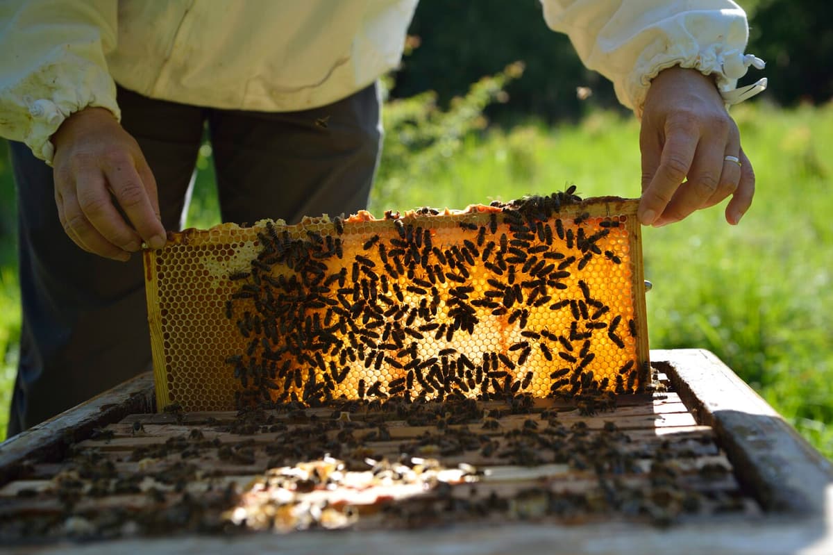 Imported Honey in Sweden Found Mostly Fake in DNA Test