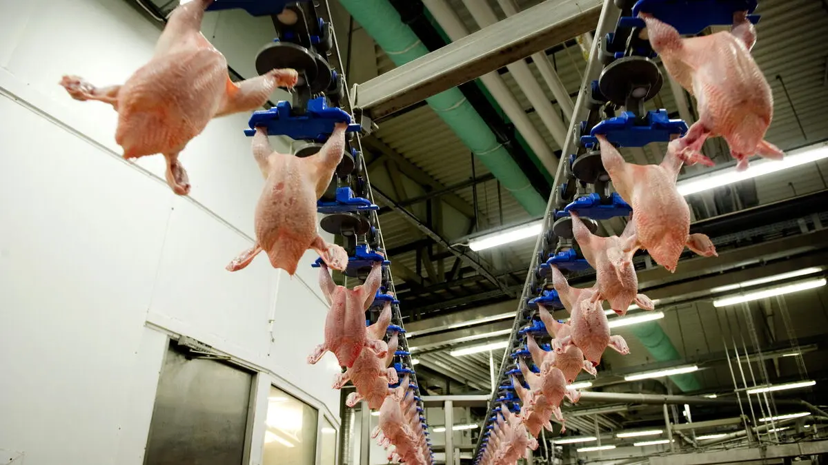 Chicken producer Scandi Standard increases operating profit by 35 percent