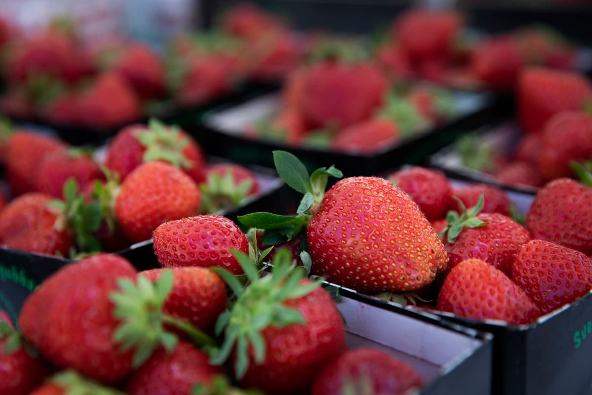 Sunny Weather Boosts UK Strawberry Harvest
