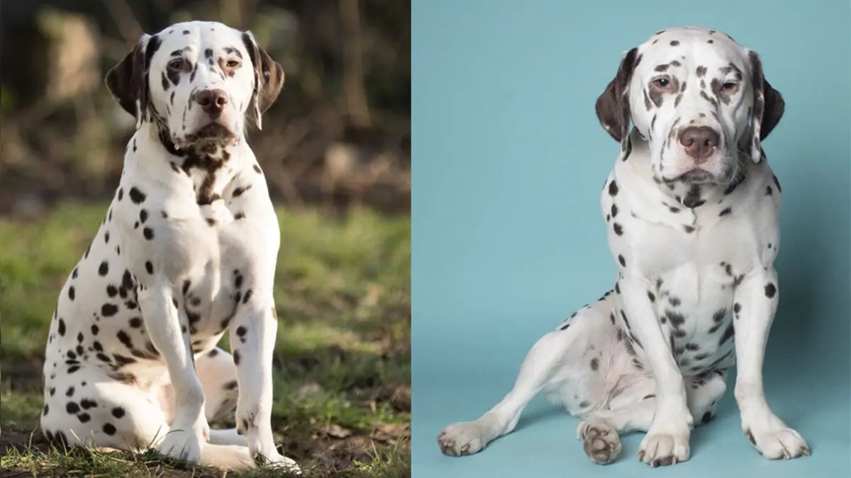 How Swedish researchers solved the mystery of bone-legged Dalmatians