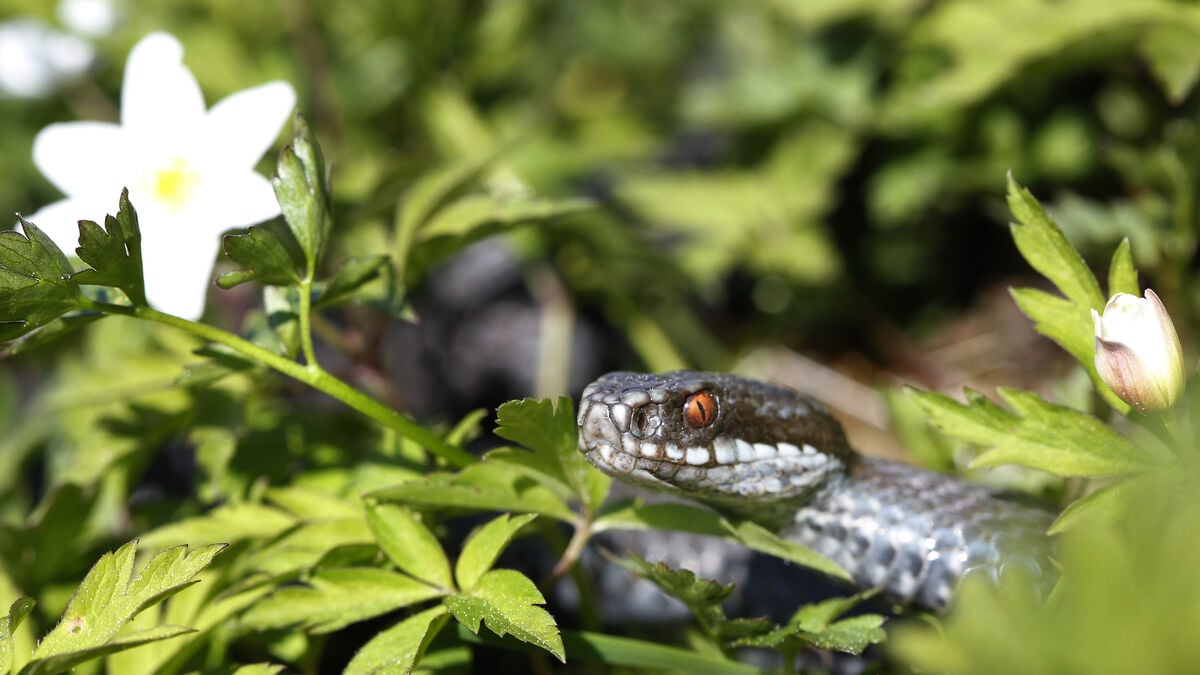 How to protect your dog from viper bites this spring