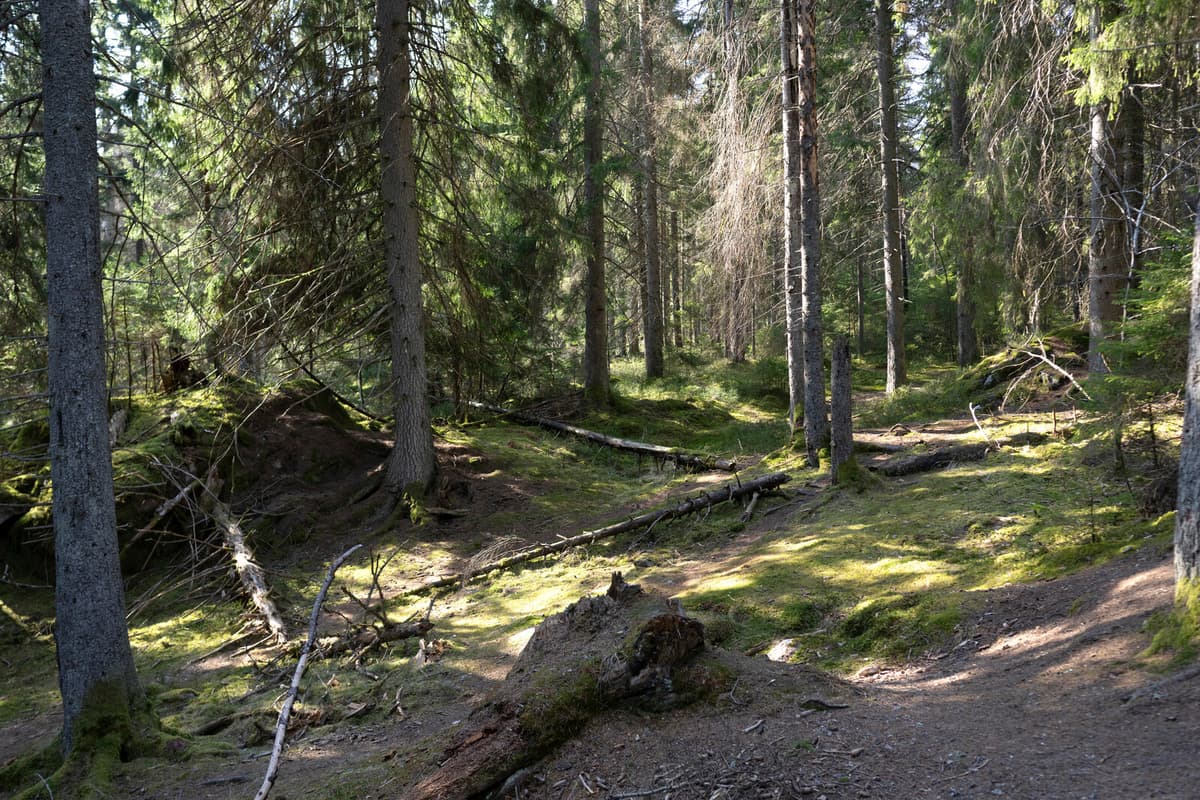 EU Unveils Plan for Nature Investment Through Nature Credits