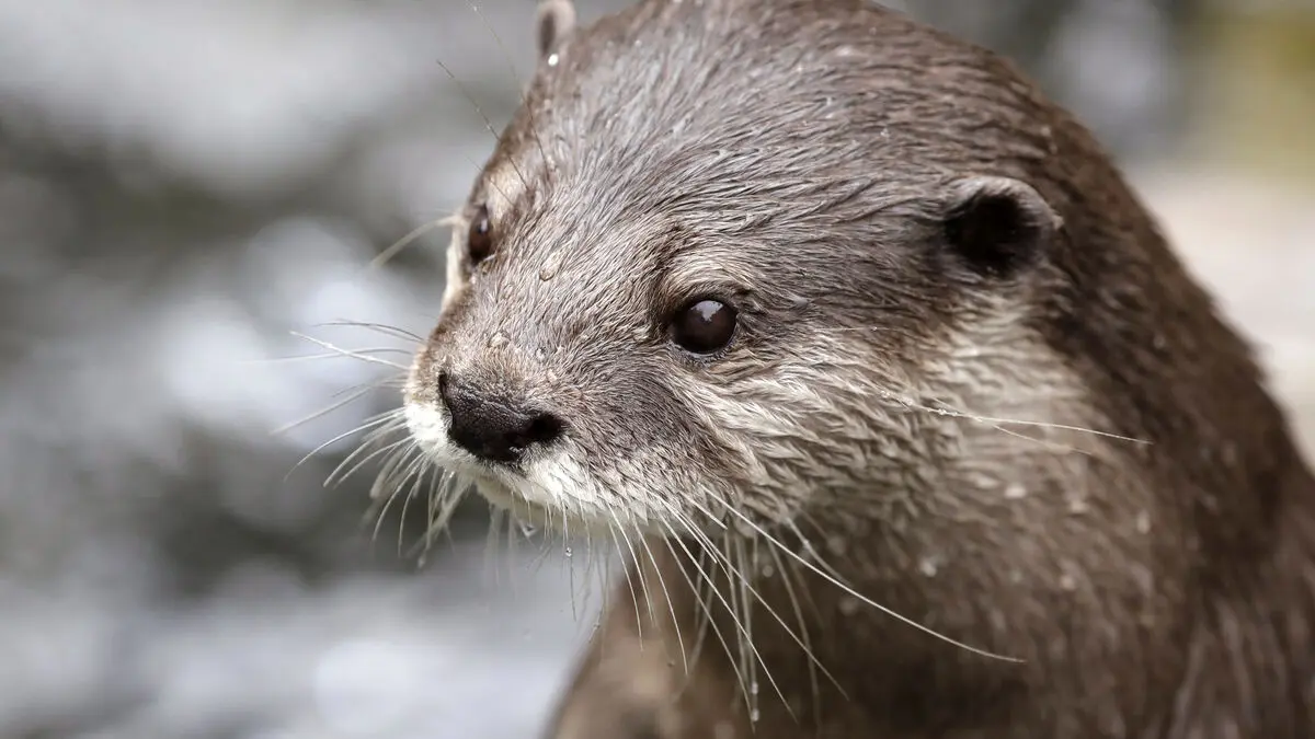 Northern otters get their own road passages