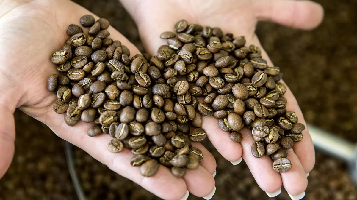 Coffee prices fall to six-month low