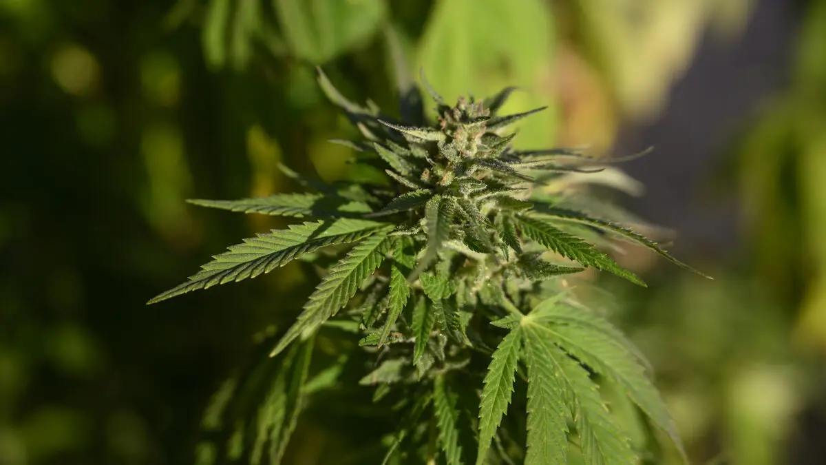 Court of Appeal increases prison sentences for cannabis factory outside Helsingborg