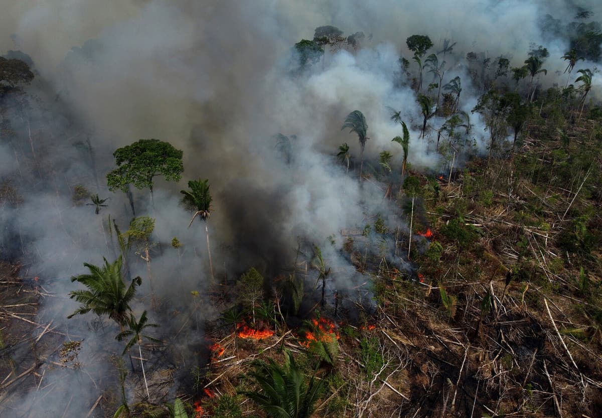 Rainforest Loss Reached Record Highs in 2024 Due to Fires