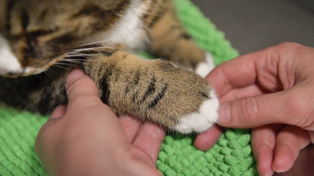 Vet care increasingly expensive - Swedish Competition Authority wants measures