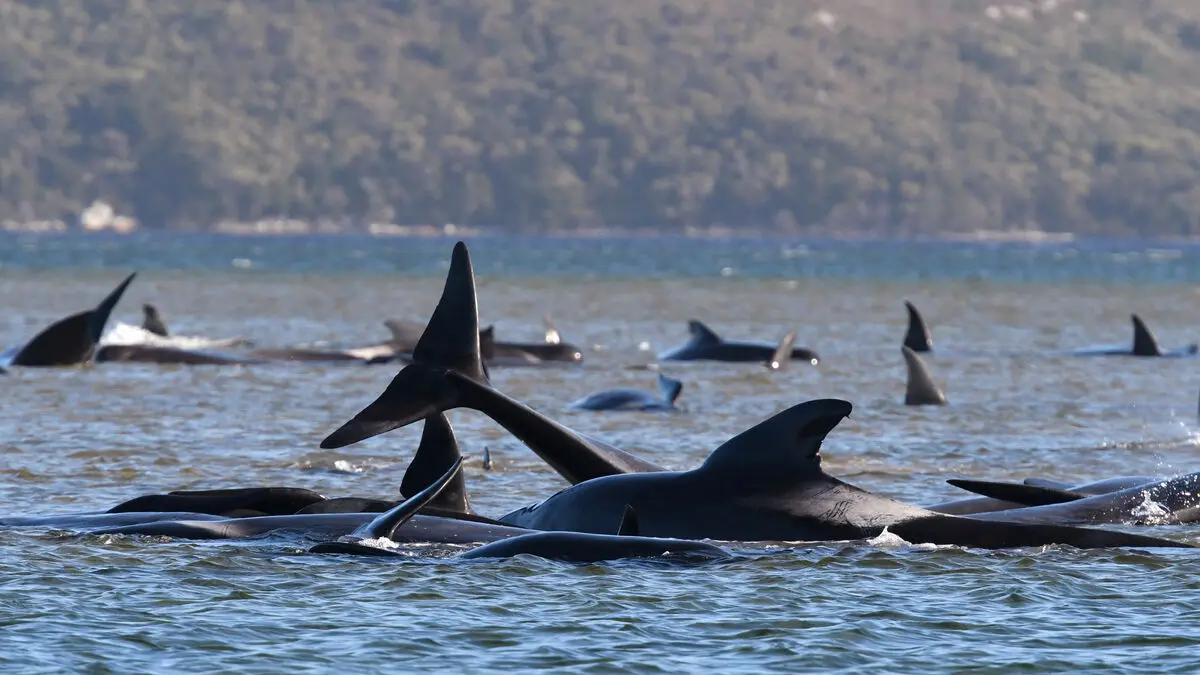 Ship noise forces pilot whales to scream