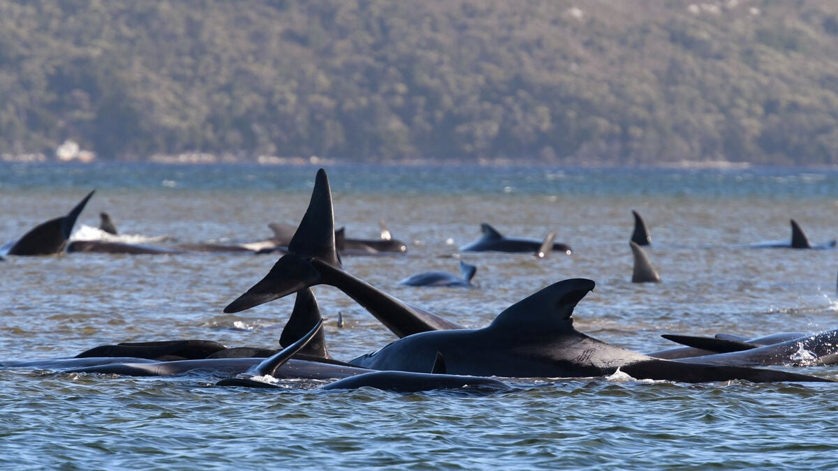 Ship noise forces pilot whales to scream