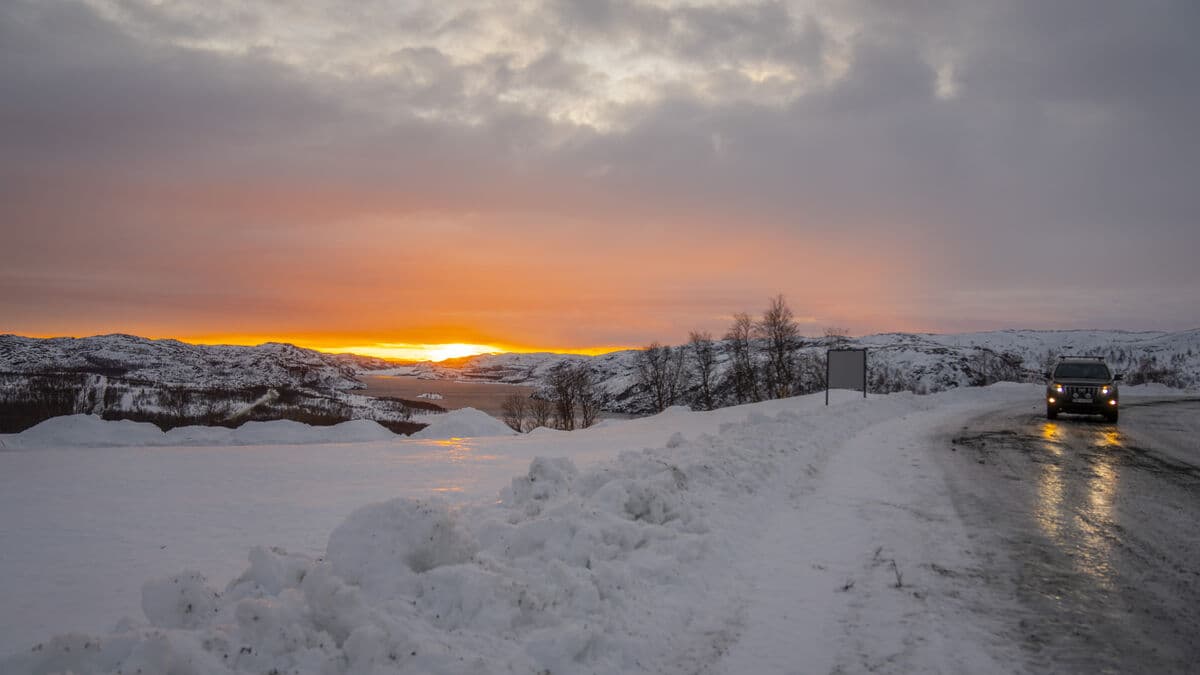 Two Russian stray dogs shot dead in Norway after crossing from Russia