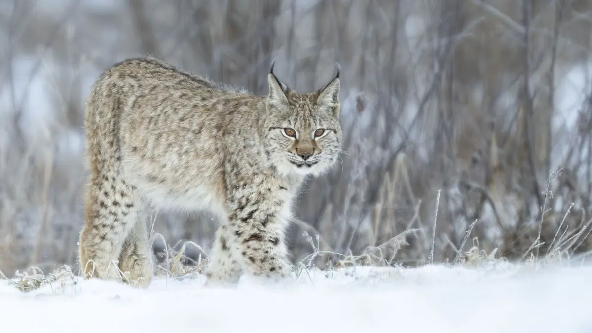 Lynx can be hunted in northern Sweden again