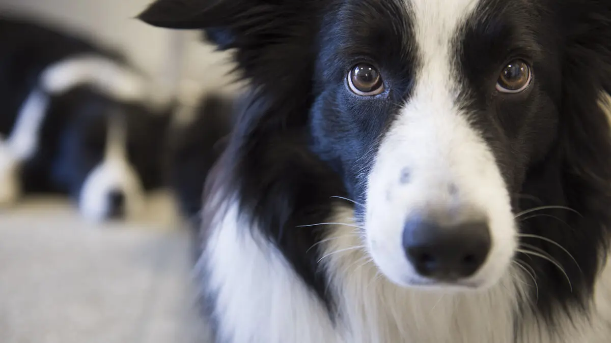 Gifted dogs learn object names by eavesdropping