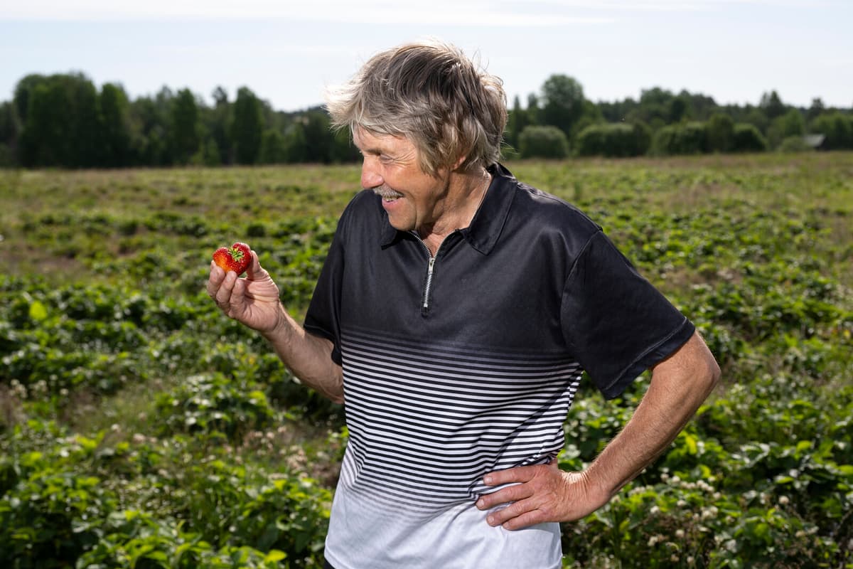 Strawberries: From Elite Treat to Swedish Summer Staple