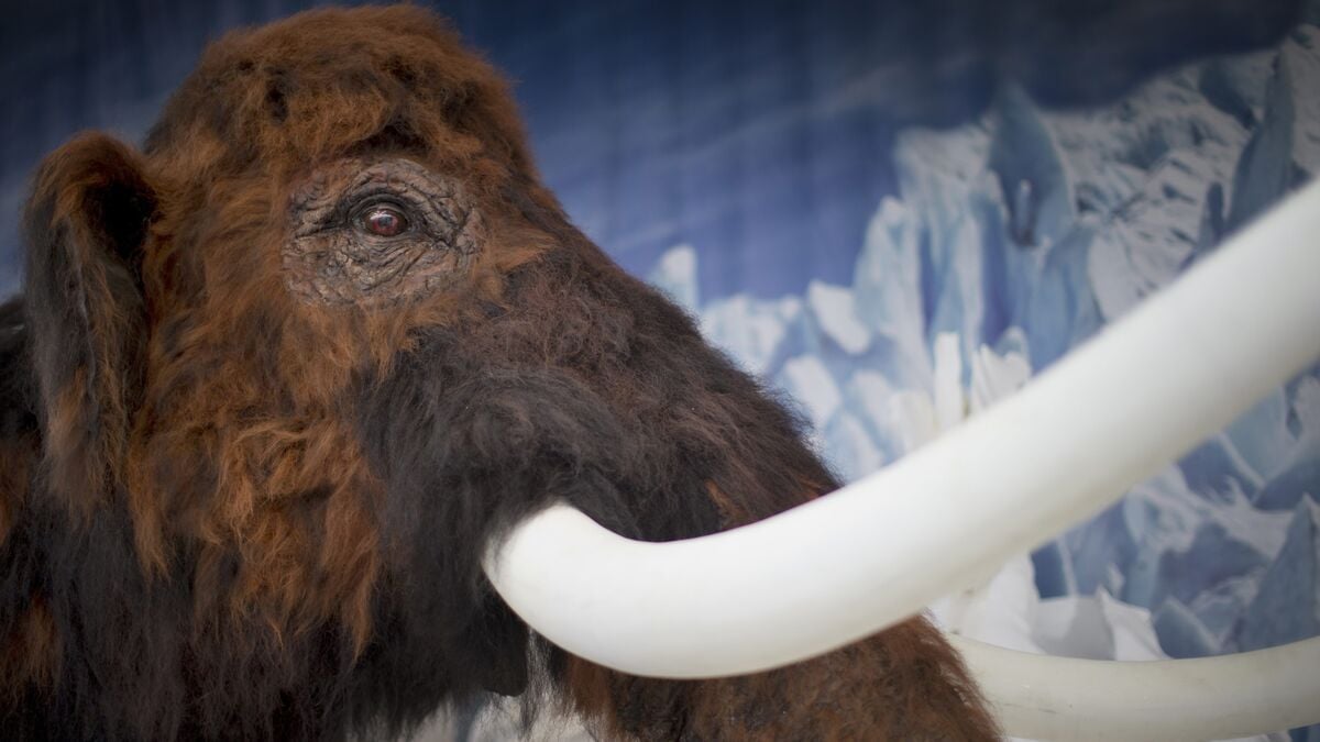 Scientists: Comet may be behind Ice Age animal deaths