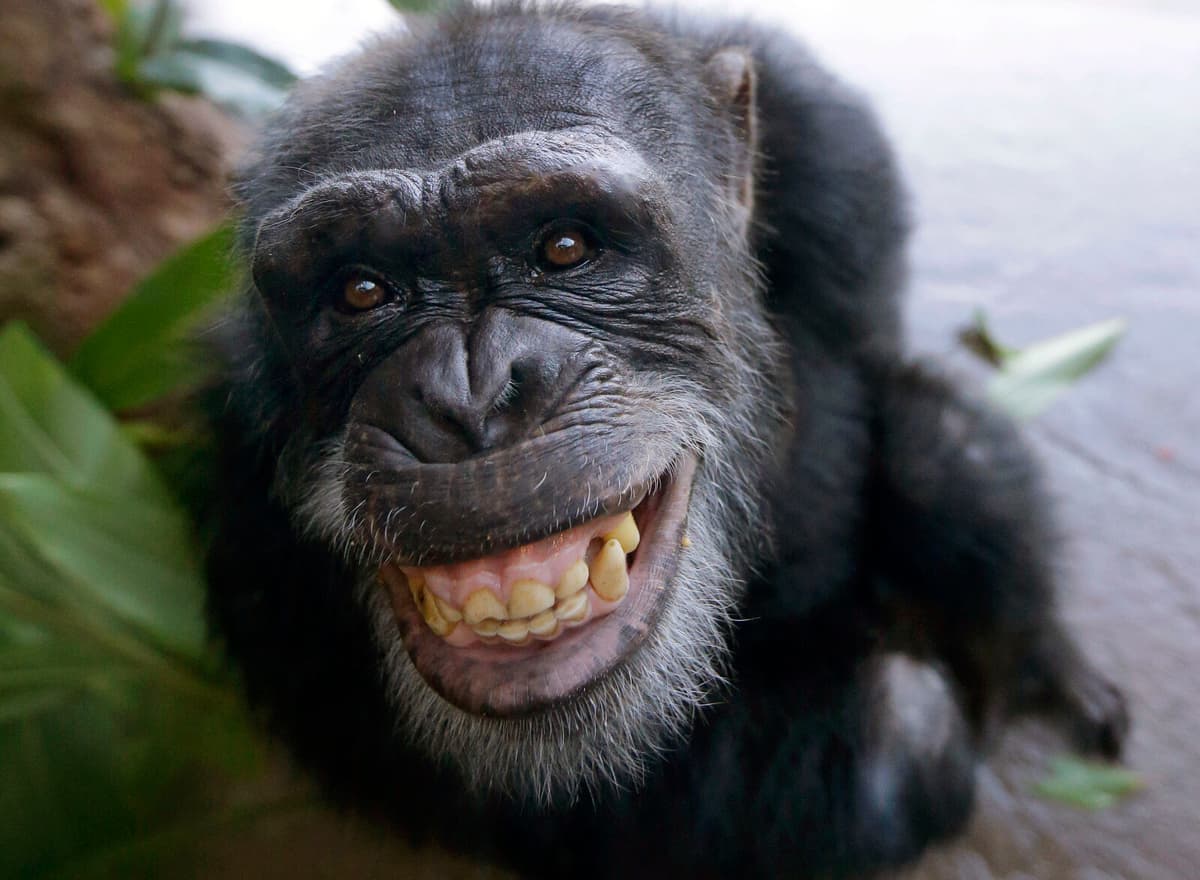 Chimpanzees Yawn in Response to Robot, Study Finds