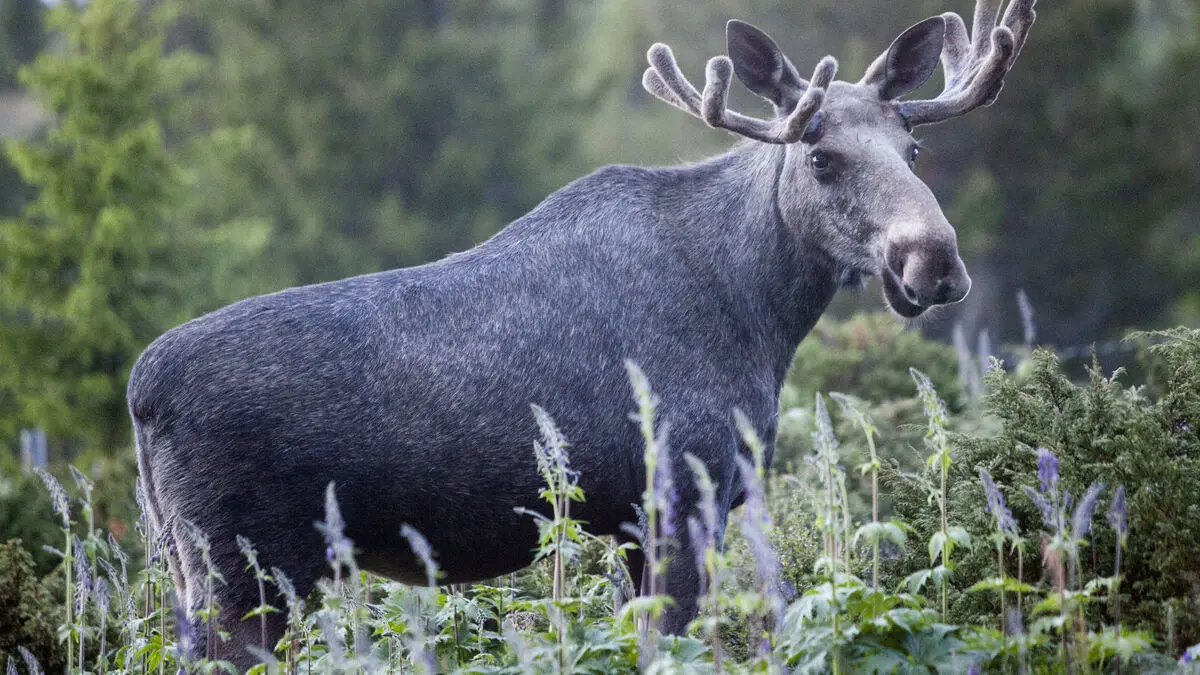 Researchers will study why moose migration broadcasts are successful