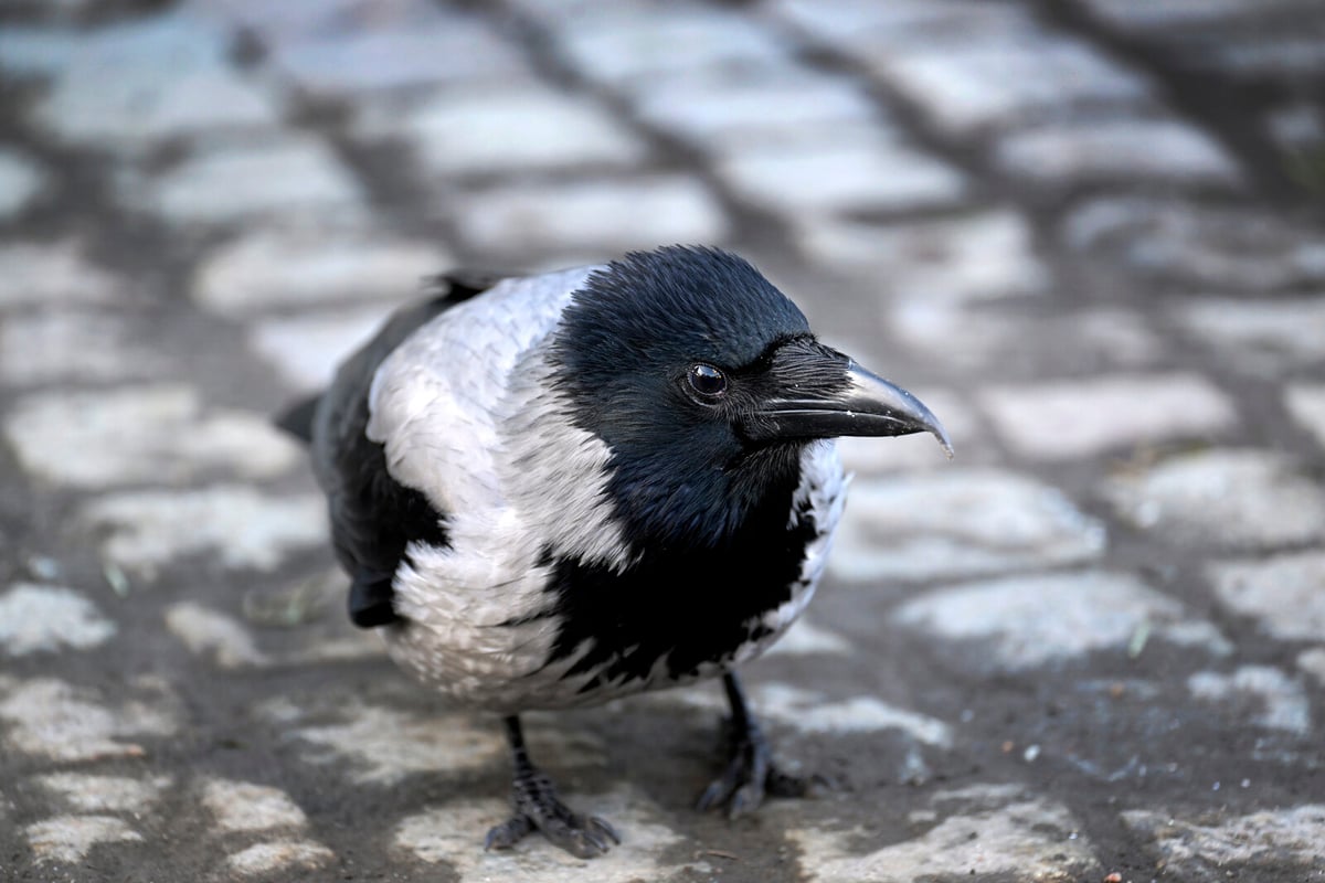 Train Delays After Crow Collision Near Eskilstuna