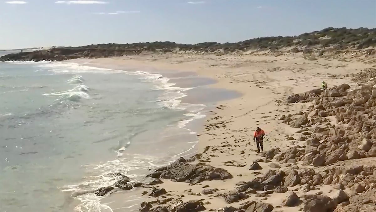 Missing Dog Valerie Found on Island After 529 Days