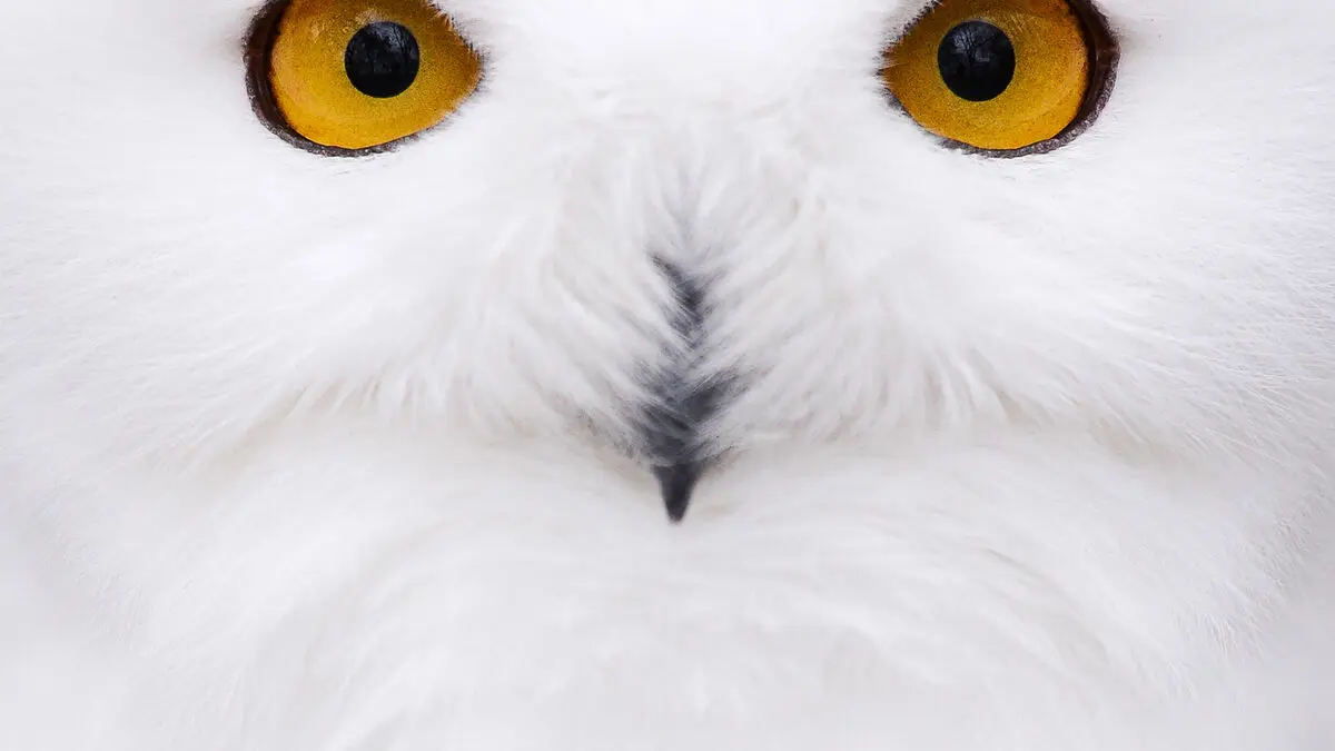 The snowy owl is extinct in Sweden – latest on the grim list