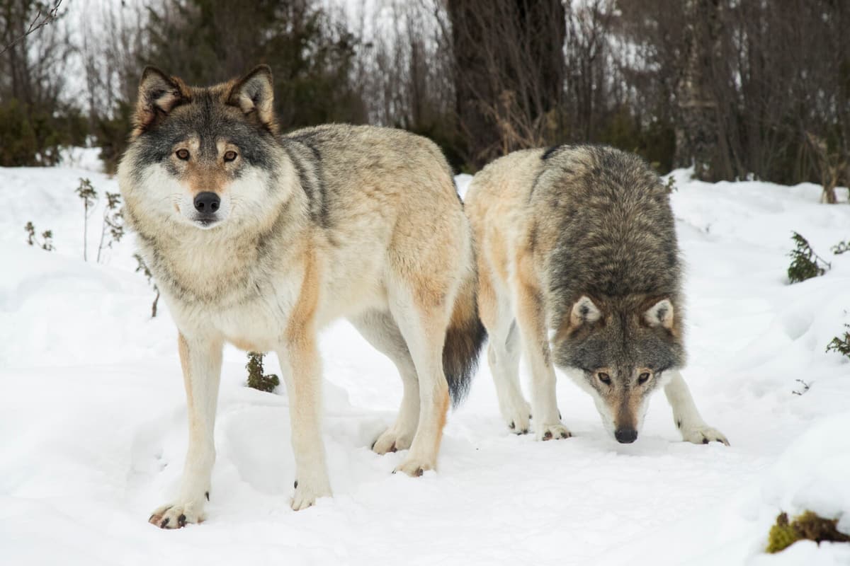 Sweden Plans to Lower Wolf Population Target Amid Criticism