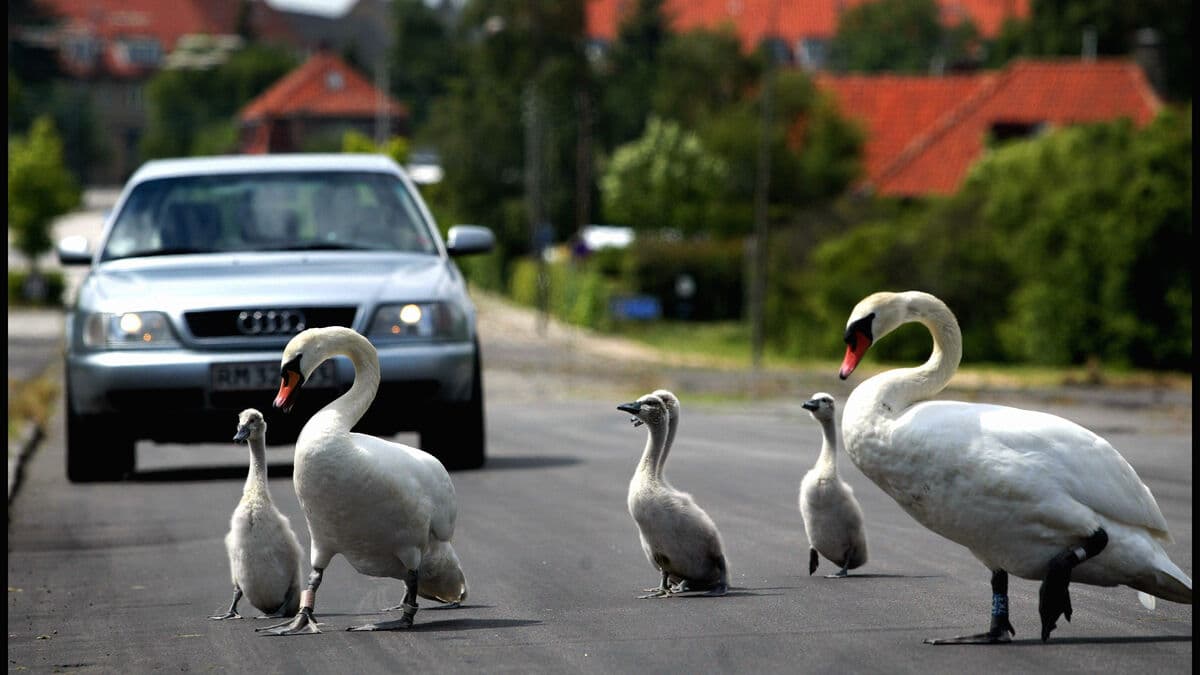 Swan family blocks traffic on E4 near Trosaån