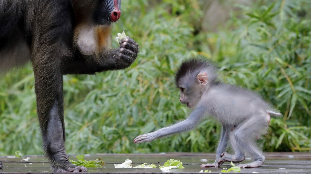 Old animals and few young - zoos' difficult problems