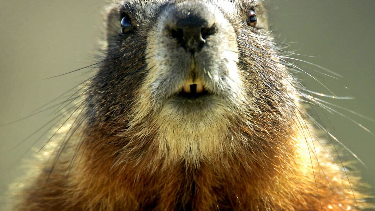 US Professor Launches OnlyFans Account for Marmot Research Funding
