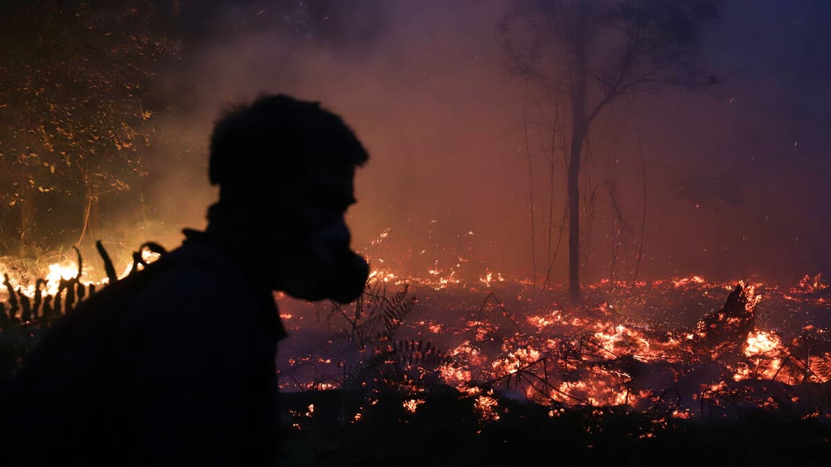 Female orangutan and cub rescued from wildfire in Indonesia