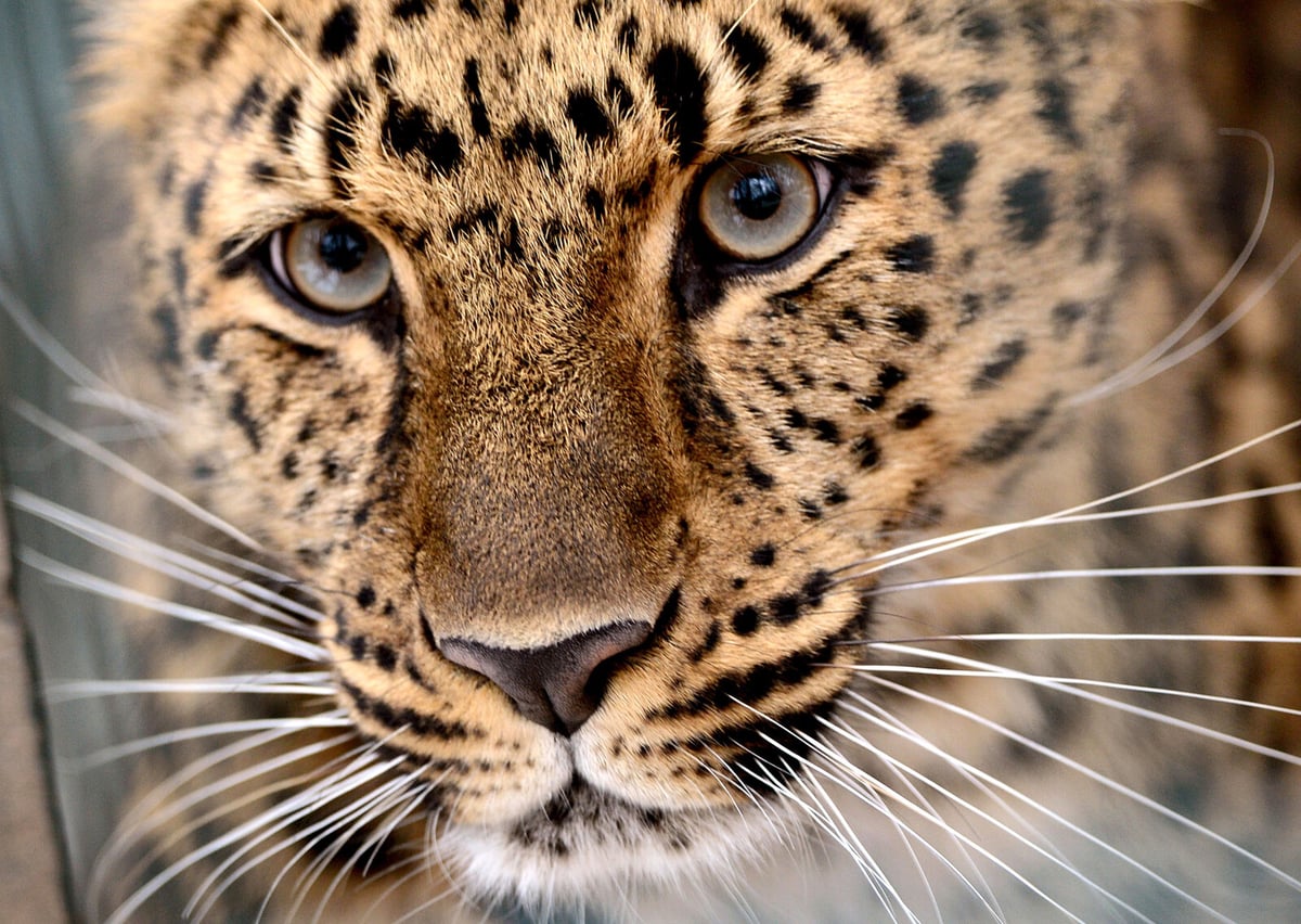Leopard Escapes Enclosure, Kills Employee at Jerusalem Zoo