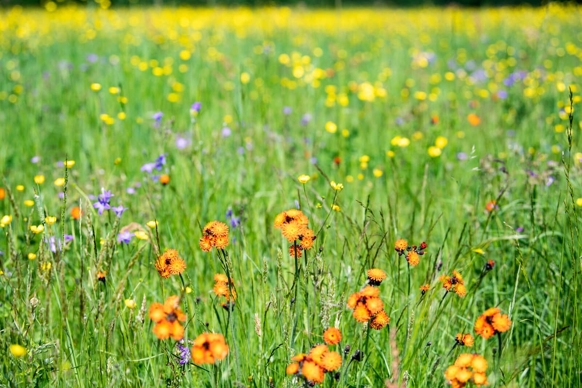 Summer Jobs Available: Collect Wildflower Seeds Across Sweden