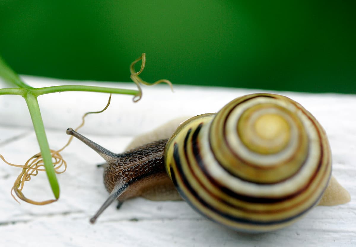 Roman Snail Invasion: A Growing Threat to Swedish Gardens