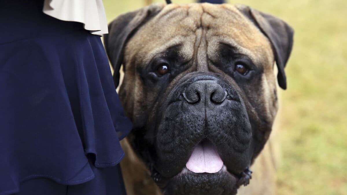 Dog Breeds Most at Risk for Skin Tumors Revealed in New Study