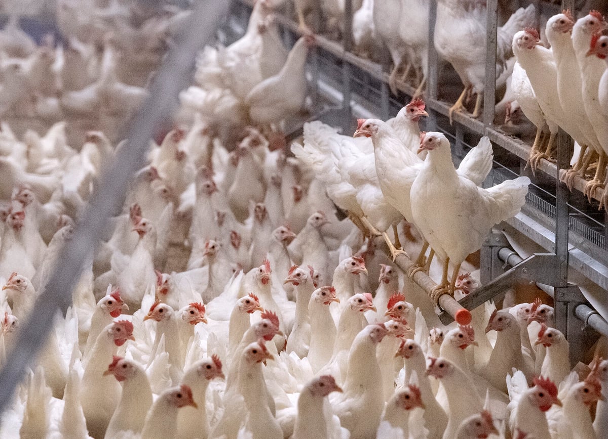 Three-Year-Old in Mexico Dies from Bird Flu, First Confirmed Case
