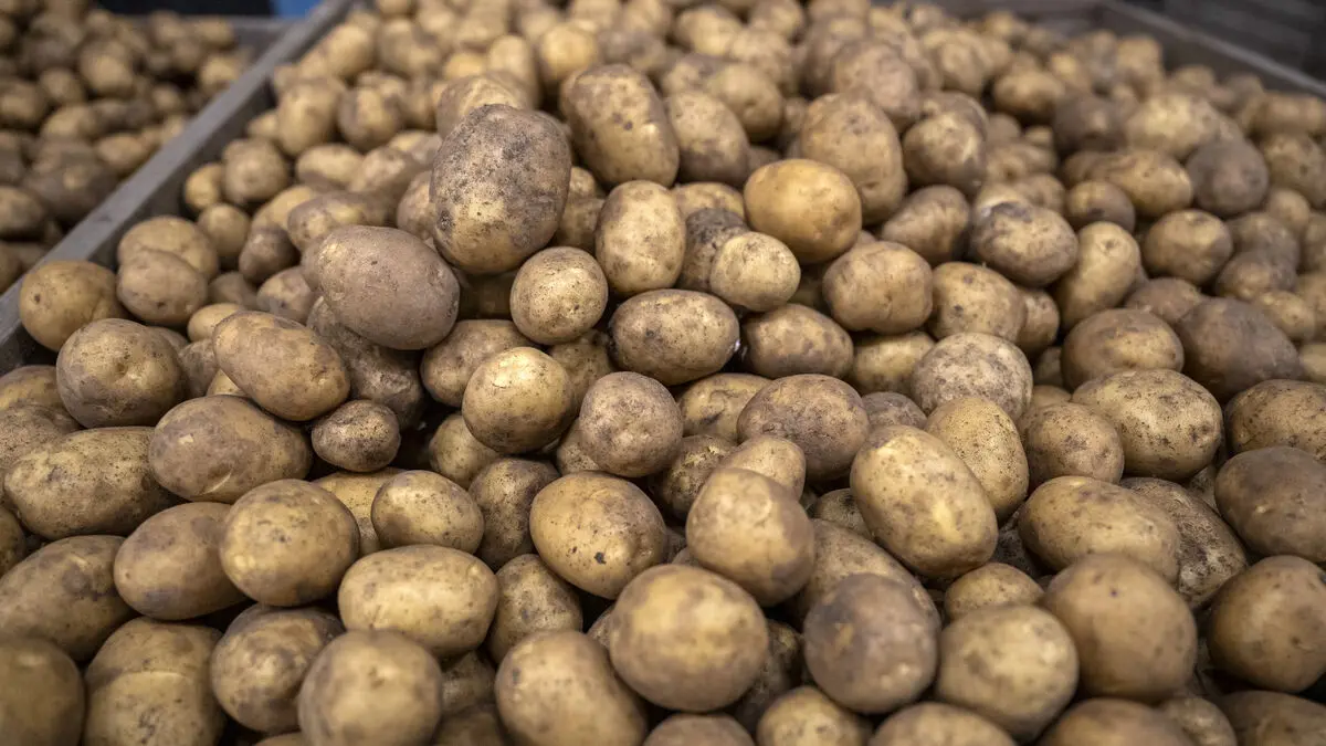 Feared potato leaf mold can be stopped with new method