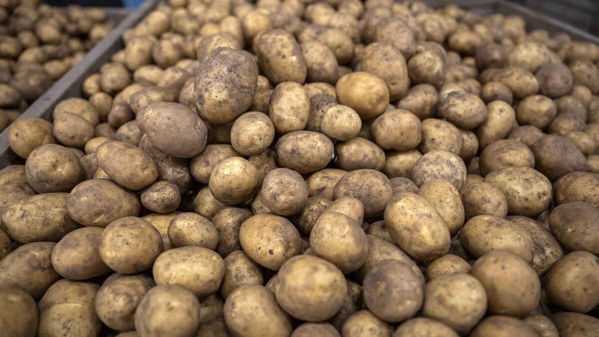 Feared potato leaf mold can be stopped with new method