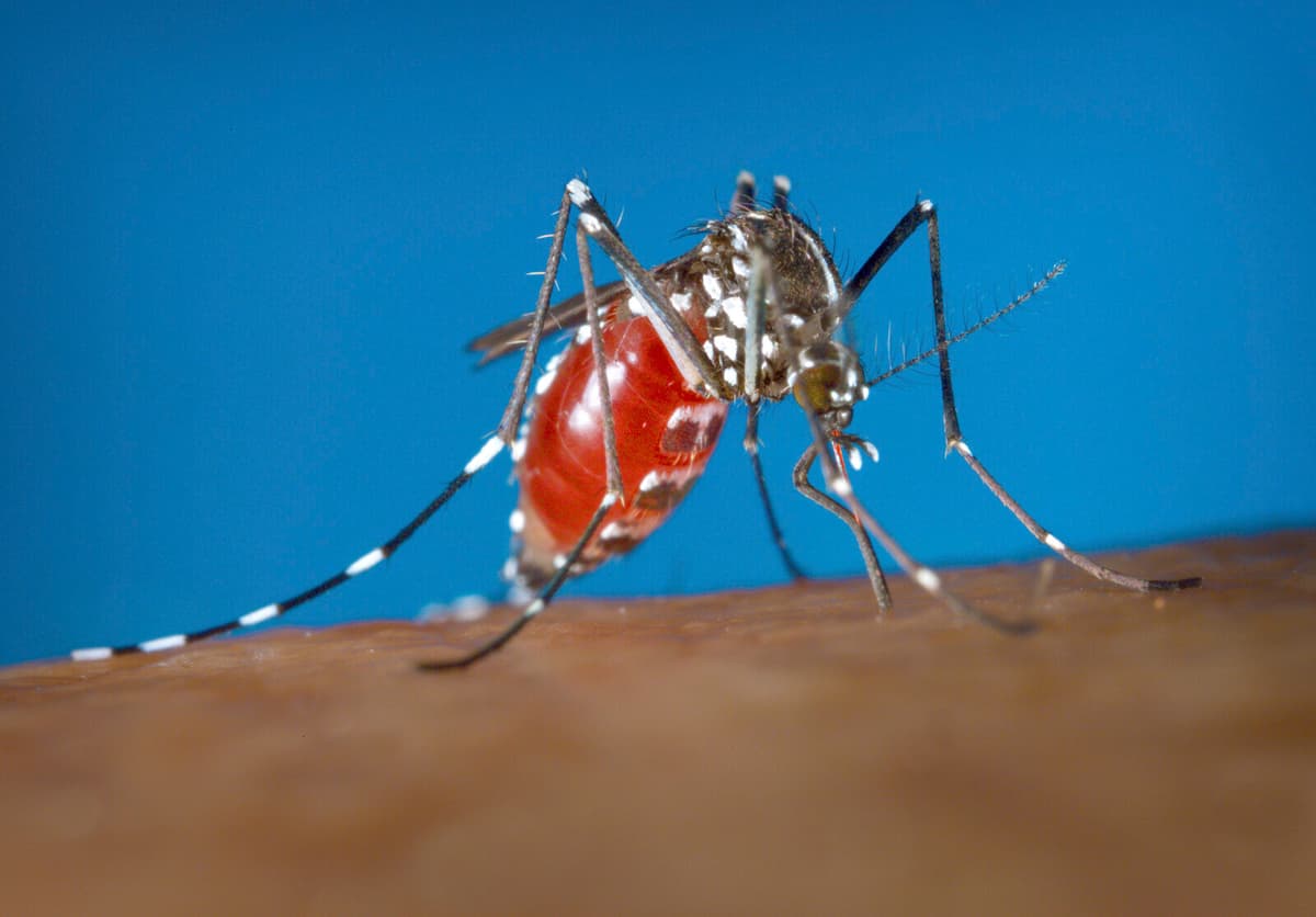 Mosquito-Borne Diseases Surge in European Tourist Hotspots This Year